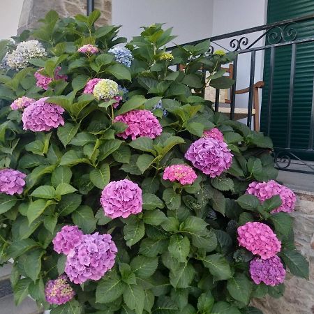 Mito'S House & Douro View Bed and Breakfast Peso da Régua Εξωτερικό φωτογραφία